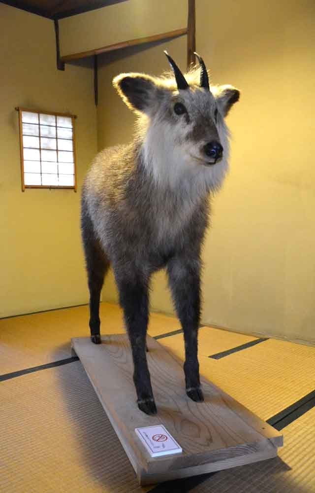茶室ど真ん中にカモシカの剝製、床の間に昆布の掛け軸 京町家で