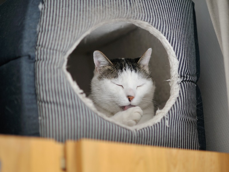 「豆太のやつ隠れたままだ。今回は写真ないよ」（小林写函撮影）