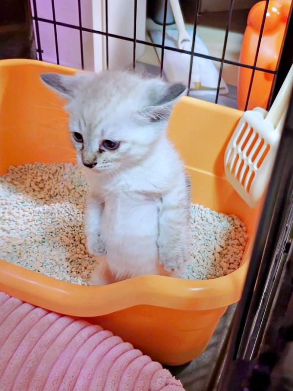 力みすぎて立ち上がってしまったルナちゃん（画像提供：ひよぷー UNIRICOさん）