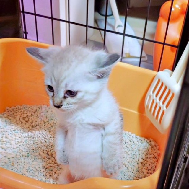 力みすぎて立ち上がってしまったルナちゃん（画像提供：ひよぷー UNIRICOさん）