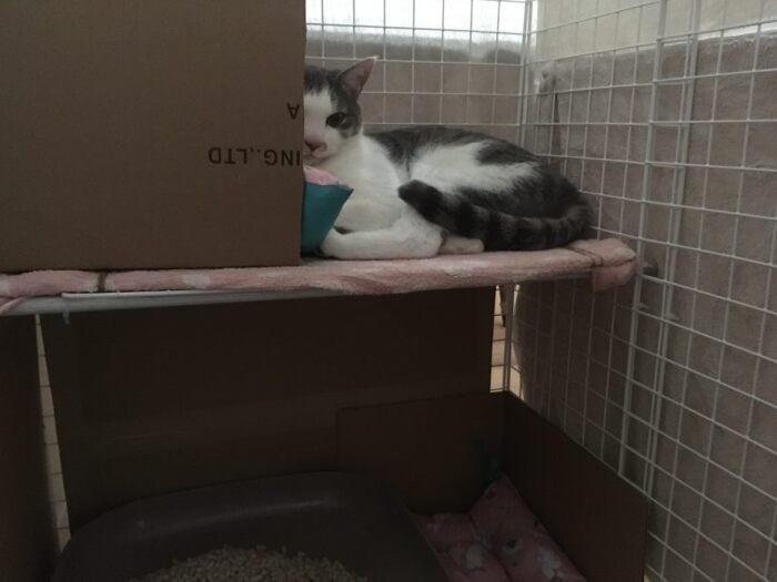 家にきたころの「うめたろう」