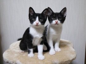 不妊手術をする予定の野良猫が妊娠　子猫はインスタ仲間の元へ