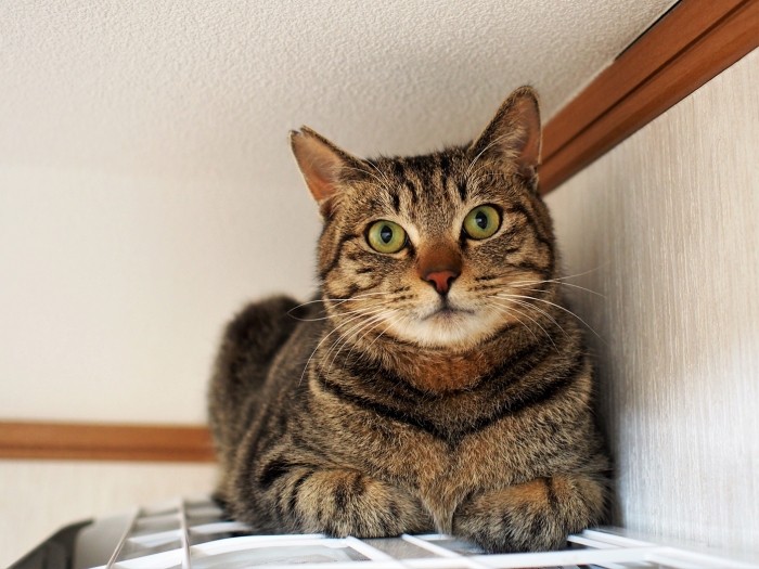 頼れる優しいロングお兄ちゃん