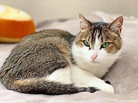 職人？食パンクッションをこねるのが得意なキジ白「こしあん」　