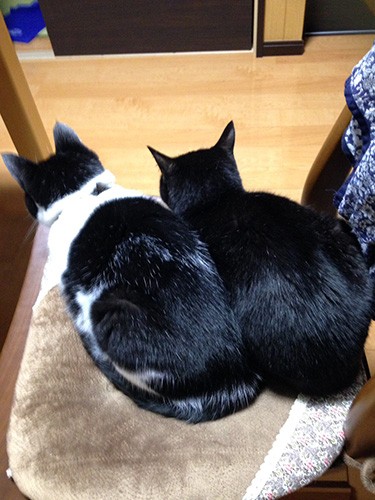 小梅（左）と初代はなは片時も離れない仲良し親子だった（早苗さん提供）