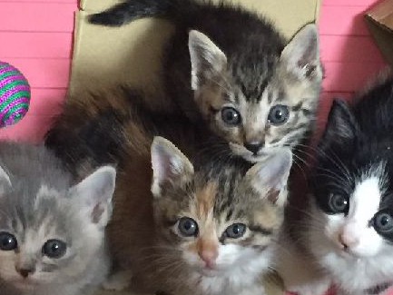 天から降ってきた子猫　小さなキジ猫「はっぴー」に出会った