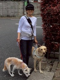 右手に先住犬そばのリード、左手に盲導犬ベーチェルのハーネスを持って散歩