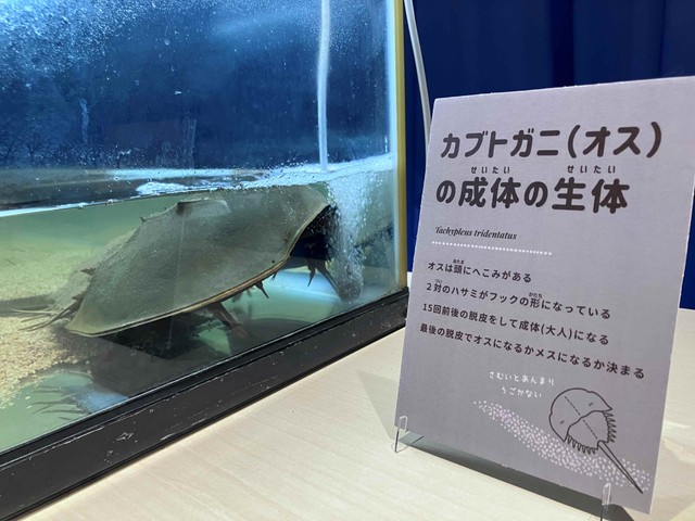 カブトガニの成体