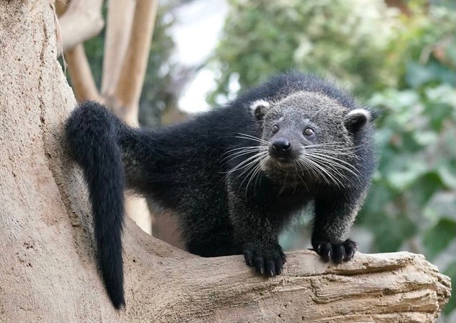 こちらも推し動物、ビントロング（提供写真）