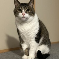 立派なイケニャンになった喜次郎くん（画像提供：茶トラ猫のニャン太とキジシロの喜次郎さん）