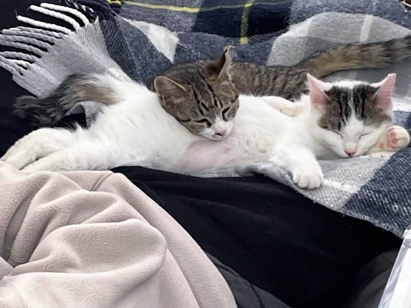 N家のアイドルとなったハク改めましろと、コト改めこと（N家提供）