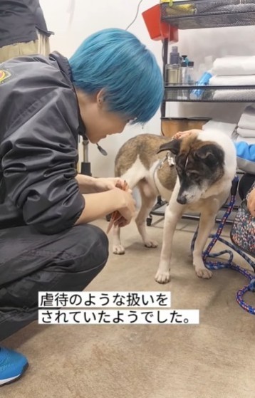 飼い主さんが亡くなってしまったという保護犬（「グルーミングサロンHUGDOG」さん提供、Instagramよりキャプチャ撮影）