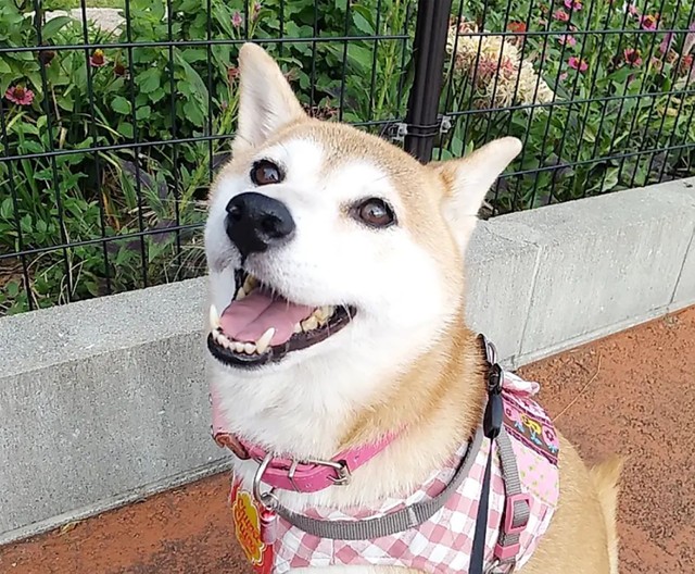 コメットちゃんはいつもくったくのない笑顔を見せてくれます