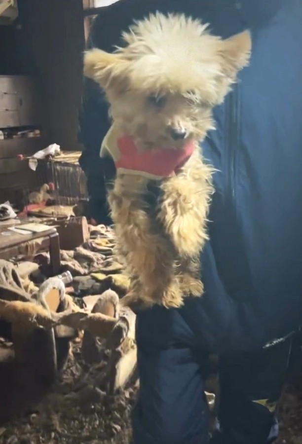 保護されたワンちゃんのカスミくん（「動物保護団体わんらぶ」さん提供、Instagramよりキャプチャ撮影）