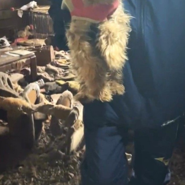 保護されたワンちゃんのカスミくん（「動物保護団体わんらぶ」さん提供、Instagramよりキャプチャ撮影）