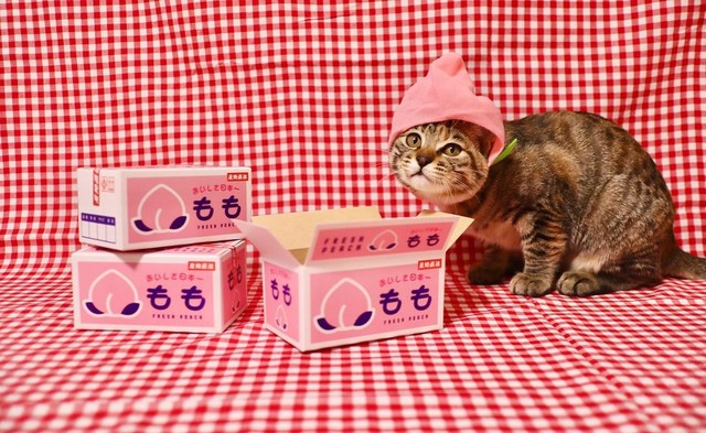 可愛すぎるモモちゃん＝きじとら３姉妹の毎日めろん・すいか・ももさん（@meronmomosuika）提供