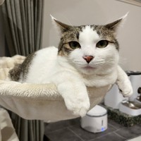 ハンモックでのんびりくつろぐゆき丸くん（画像提供：とらまるらんまるさん）