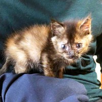 子猫時代、膝上にのるみりんちゃん（画像提供：みりん たいやきさん）