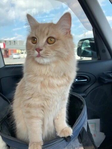 家にきたころの「杏都」