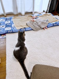 赤ちゃんを見守る福くん（画像提供：nさん）