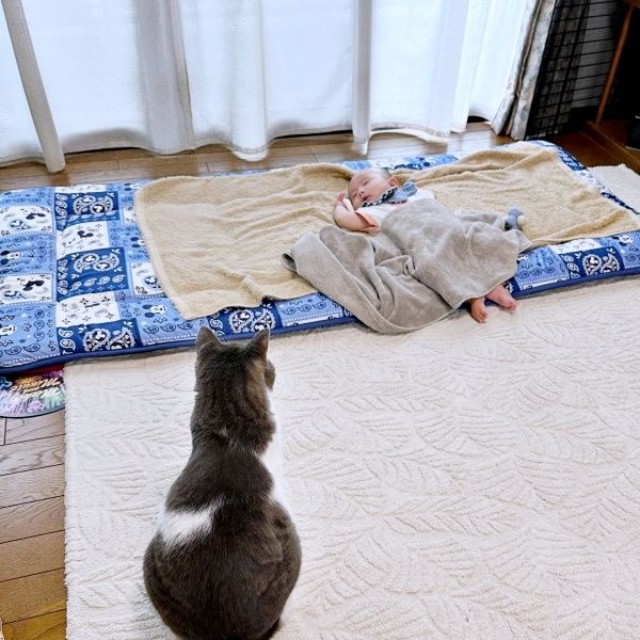 赤ちゃんを見守る福くん（画像提供：nさん）