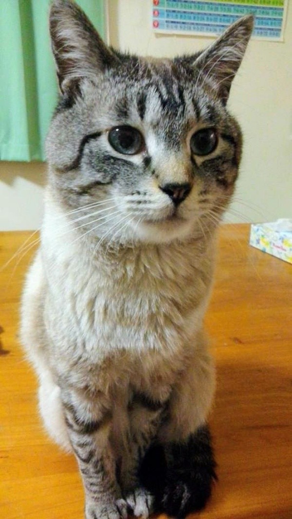 2年前、虹の橋を渡った先住猫（画像提供：アヴェマナヴさん）