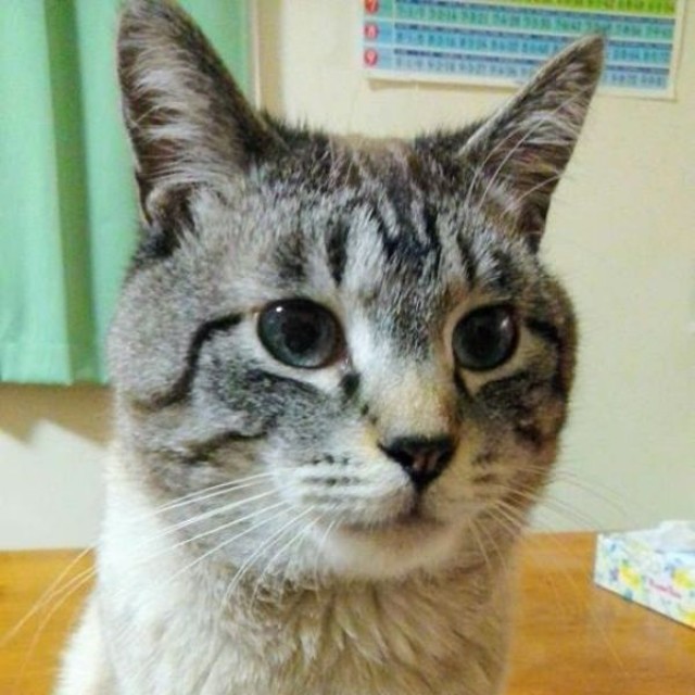 2年前、虹の橋を渡った先住猫（画像提供：アヴェマナヴさん）