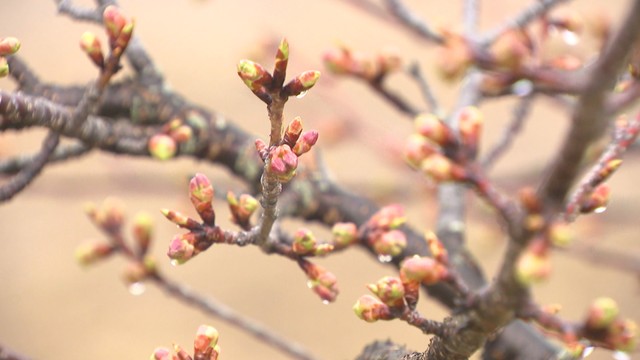 湊川河津桜ロード　東かがわ市白鳥　4日