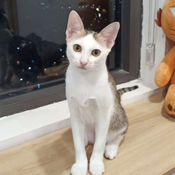 飼い主さんと一緒に暮らし始めて数カ月経ったころのマルちゃん（画像提供：越南猫の日本暮らしさん）