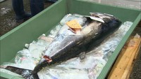 丘の上で育てられた約35キロのクロマグロ　市場の競りに　岡山市