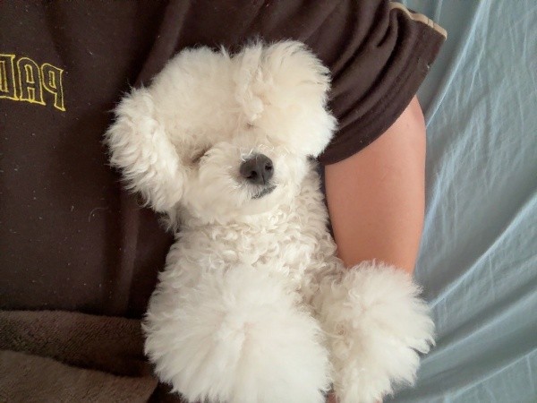 パパの腕の中ですやすや眠るアポちゃん（画像提供：Apo こげ耳ビションさん）