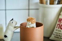 キッチンにあるマグカップに入ったり