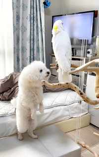 テレビを見るあめちゃんと立ち上がって足元をガン見するミルクちゃん（画像提供：ダンシングオウムと監視犬さん）