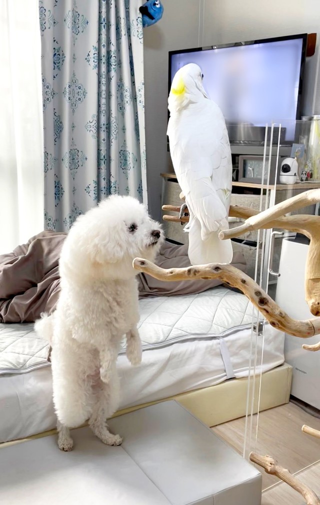 テレビを見るあめちゃんと立ち上がって足元をガン見するミルクちゃん（画像提供：ダンシングオウムと監視犬さん）