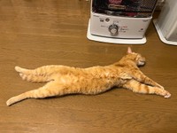 ストーブを前に伸び～（提供：ソレイユさん）