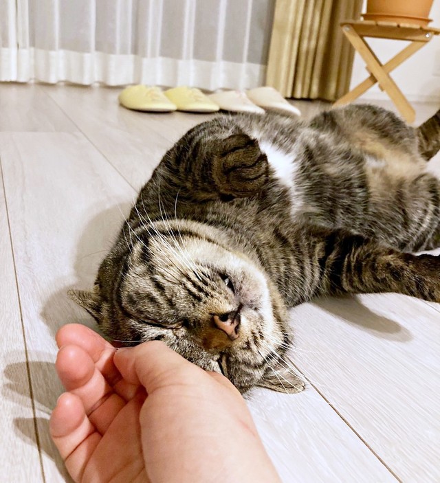 お迎え翌日、ヘソ天になってなでなでしてもらうソラくん（画像提供：そらのしっぽさん）