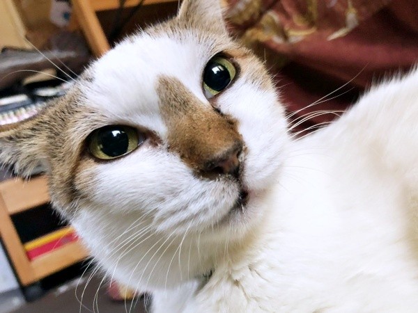 優しげな眼差しが愛らしいみぃ～みぃ～ちゃん（画像提供：みぃ～みぃ～ちゃんとジャミラズさん）