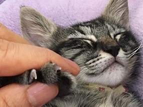 猫は足先も敏感　爪切り練習はゴロゴロごきげんな時に少しずつ