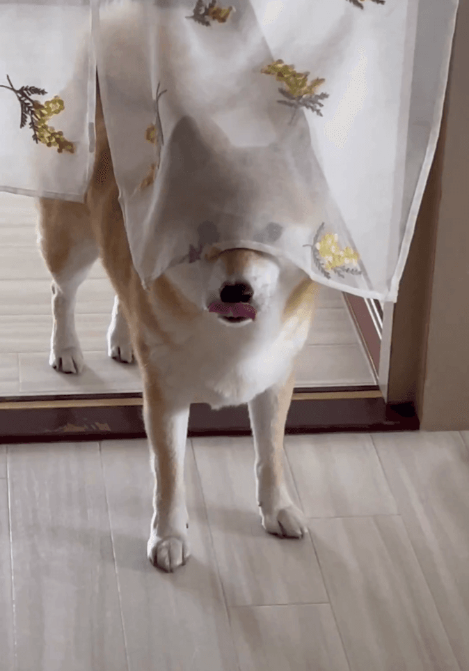 まだ何も食べていないのいに、ペロリ…