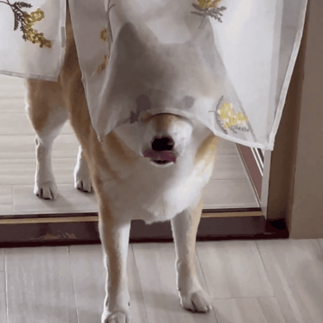 まだ何も食べていないのいに、ペロリ…