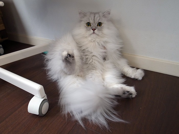 お腹を見せてリラックス