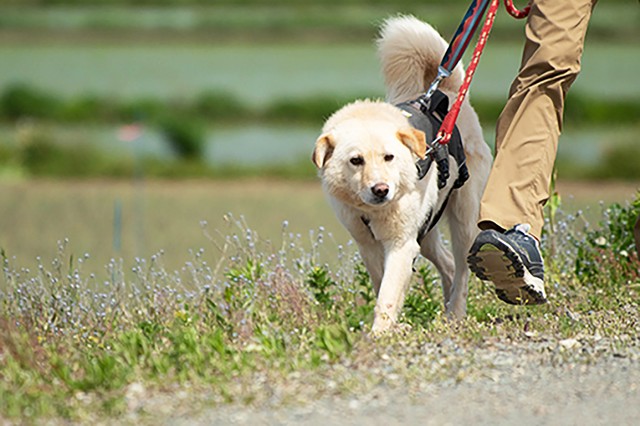 推定生後3〜5歳にして初めて名前をもらったテオ