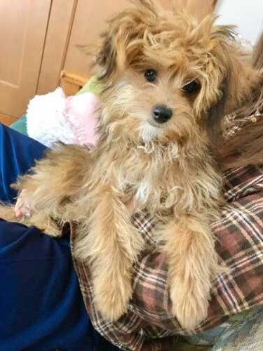 家に来たころのもこ