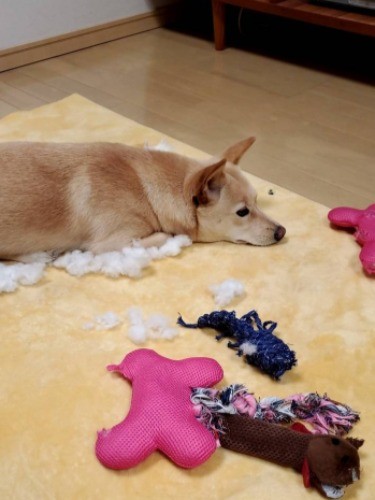 散らかし屋さんに変身