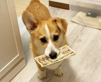 まるで自分のもの！と言っているみたいですね(銀太@コーギーさんTwitterより)