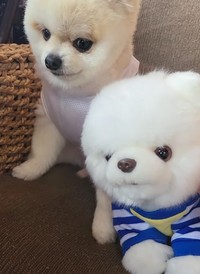 実はマメすけくん、ぬいぐるみが怖いんです（「ポメラニアンのマメすけ」さん提供、Instagramよりキャプチャ撮影）