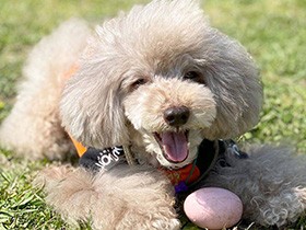 トイプードル「アルフ」　やっとたまごボールを取り返せた