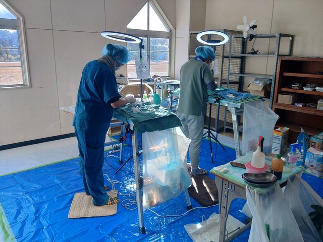 避妊・去勢手術を行った（にゃんともさん提供）