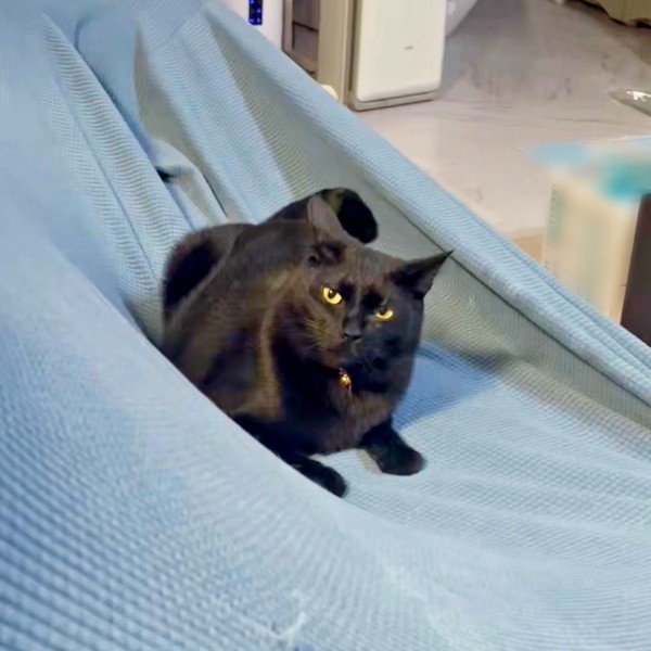 飼い主さんをじっと見つめるろでむくん（画像提供：もちしんろでむさん）