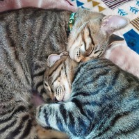 安心して眠る表情は、まるで微笑んでいるかのよう。